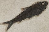 Fossil Fish (Knightia) - Green River Formation #189283-1